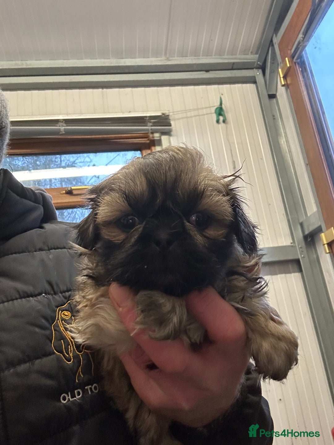 Shih Tzu dogs for sale: Stunning shih tzu puppies  - Advert 3