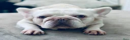 French Bulldog dogs for sale: Frenchie Pups for sale  - Advert 12