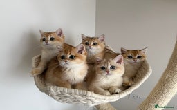 British Shorthair cats for sale: British Shorthair Golden Lilac kittens  - Image 3