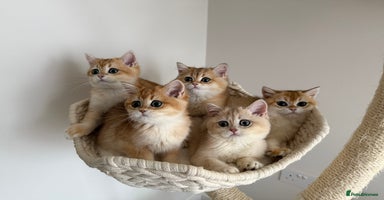 British Shorthair cats - Advert 11