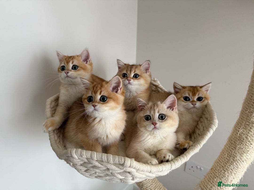British Shorthair cats for sale: British Shorthair Golden Lilac kittens  - Image 3