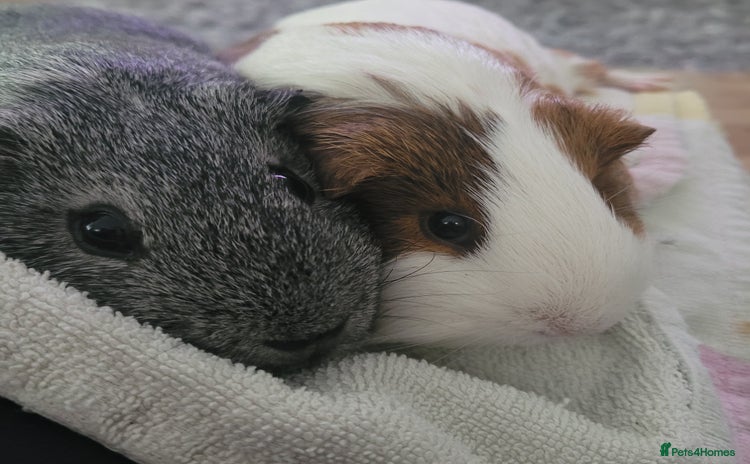 Guinea Pig rodents - Advert 2