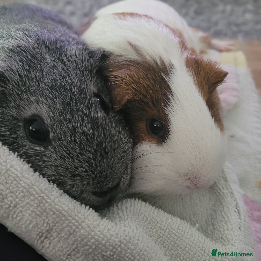 Guinea Pig rodents for sale: Male and female guinea pig - Image 1