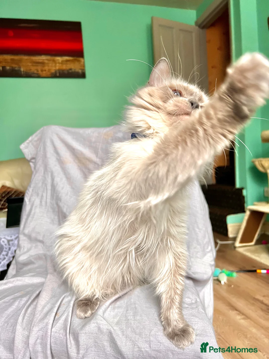 Ragdoll cats for sale: Ragdoll male, 11 months, pedigree, GCCF - Advert 2