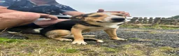 Border Collie dogs for sale: Border Collie 1 year old in Dolgellau - Advert 12