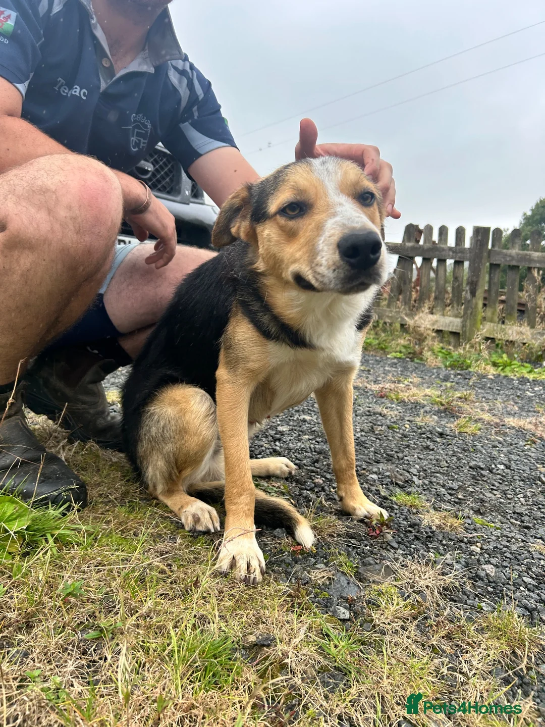 Border Collie dogs for sale: Border Collie 1 year old in Dolgellau - Advert 12
