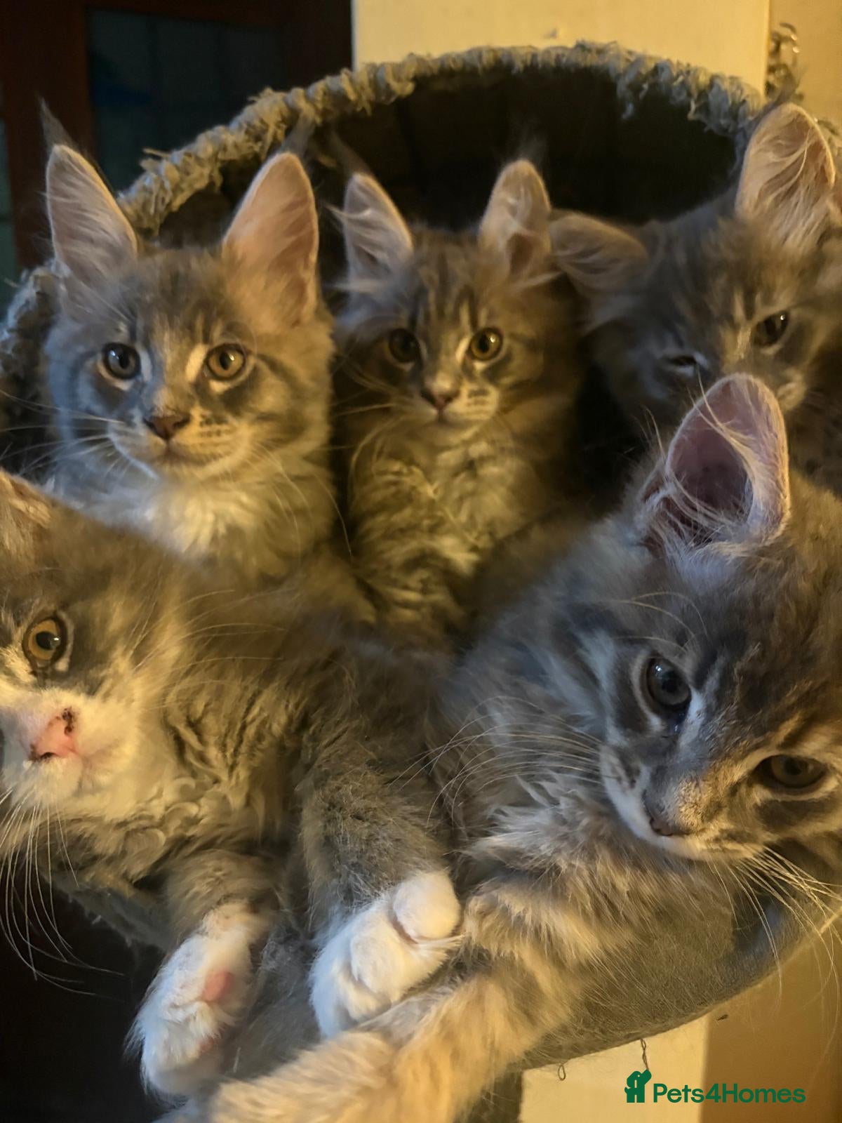 Maine Coon cats Beautiful Maine Coon Kittens 3 boys/ 3 girl  - Advert 1