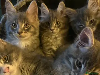 Maine Coon cats Beautiful Maine Coon Kittens 3 boys/ 3 girl - Advert 1