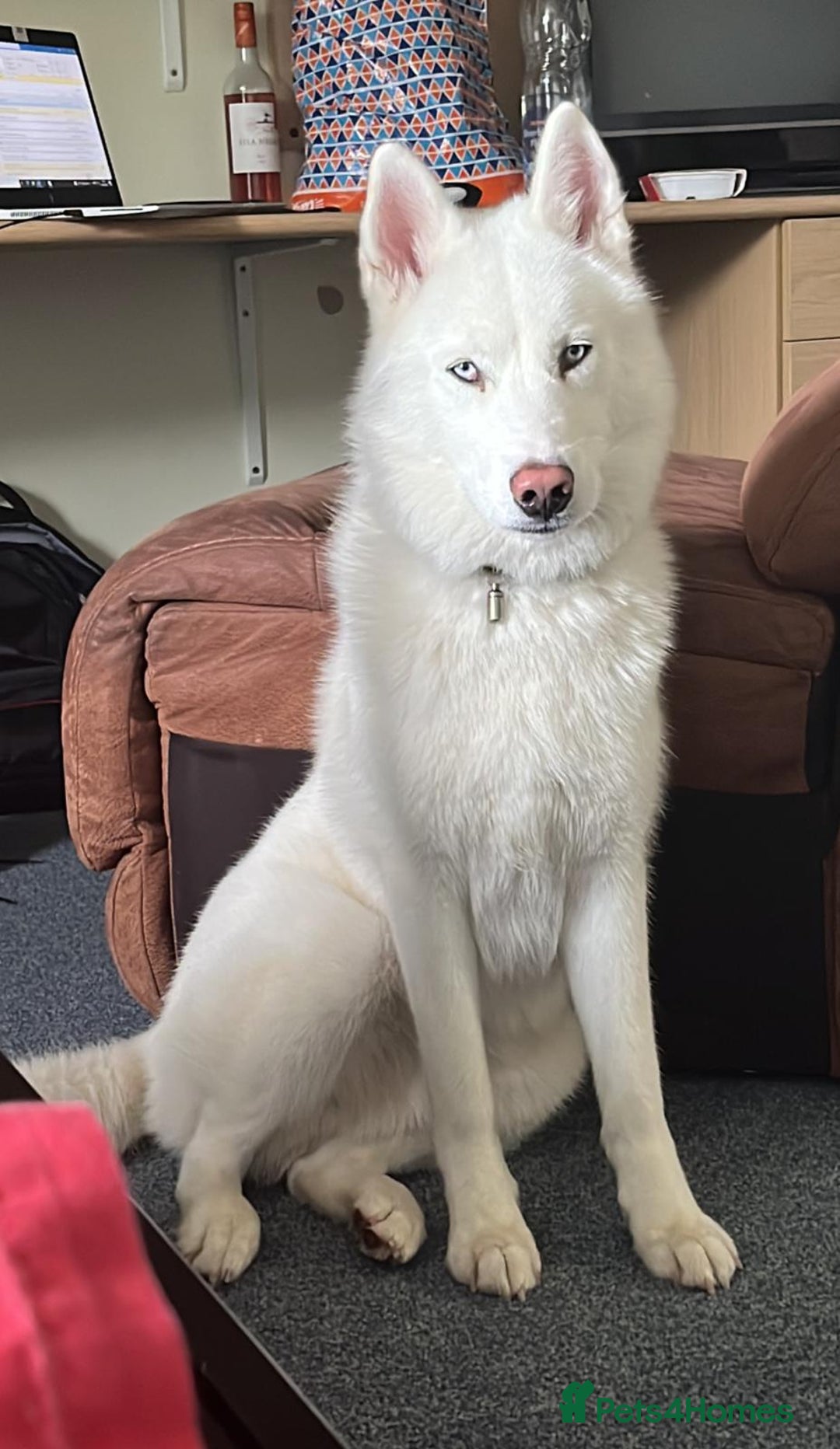 Siberian Husky dogs for sale: 2 male Siberian husky’s free to a good home  - Image 4