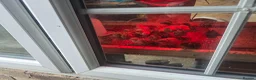 Quail poultry for sale: Quails and quails eggs &jambo males - Advert 8