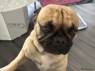 Pug dogs Ready for stud - Advert 20