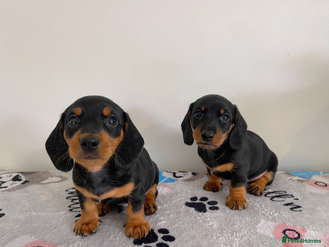 Miniature Dachshund dogs for sale: Miniature Dachshund Puppies  - Image 2