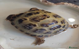 Tortoise reptiles for sale: Horsefield tortoise  - Image 2