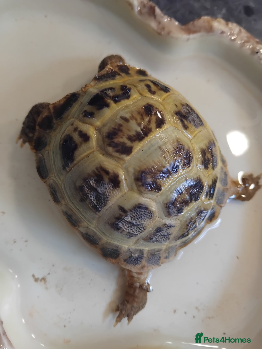 Tortoise reptiles for sale: Horsefield tortoise  - Image 2