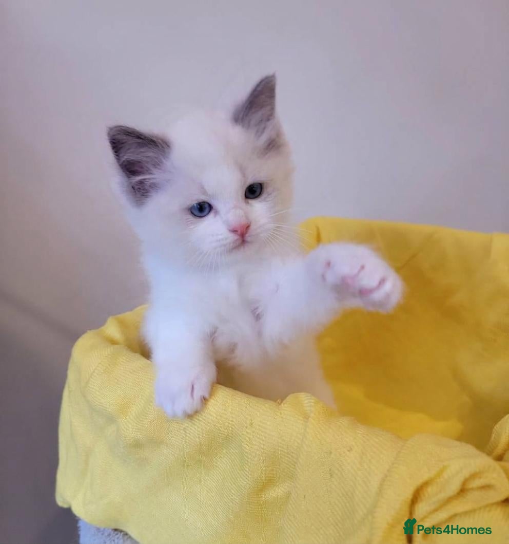 Ragdoll cats 😸Fully GCCF Certified Pedigree Ragdoll kittens💕 - Advert 1