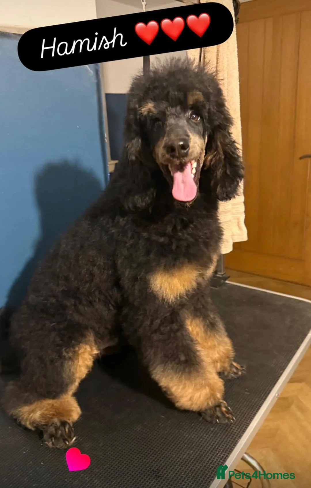Bernedoodle dogs for sale: Mini Bernedoodle puppies due in 3 weeks - Advert 2
