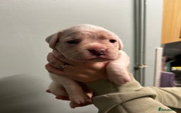 Boxer dogs for sale: 5 * kc boxer puppies  - Image 1