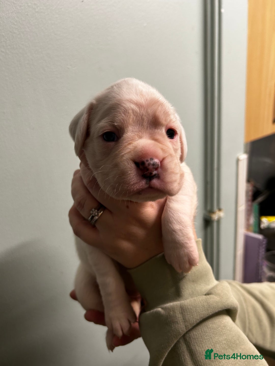 Boxer dogs for sale: 5 * kc boxer puppies  - Image 1