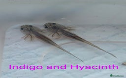 Axolotl reptiles for sale: *reduced*Rare Baby Lavender and wild type axolotl  - Image 22