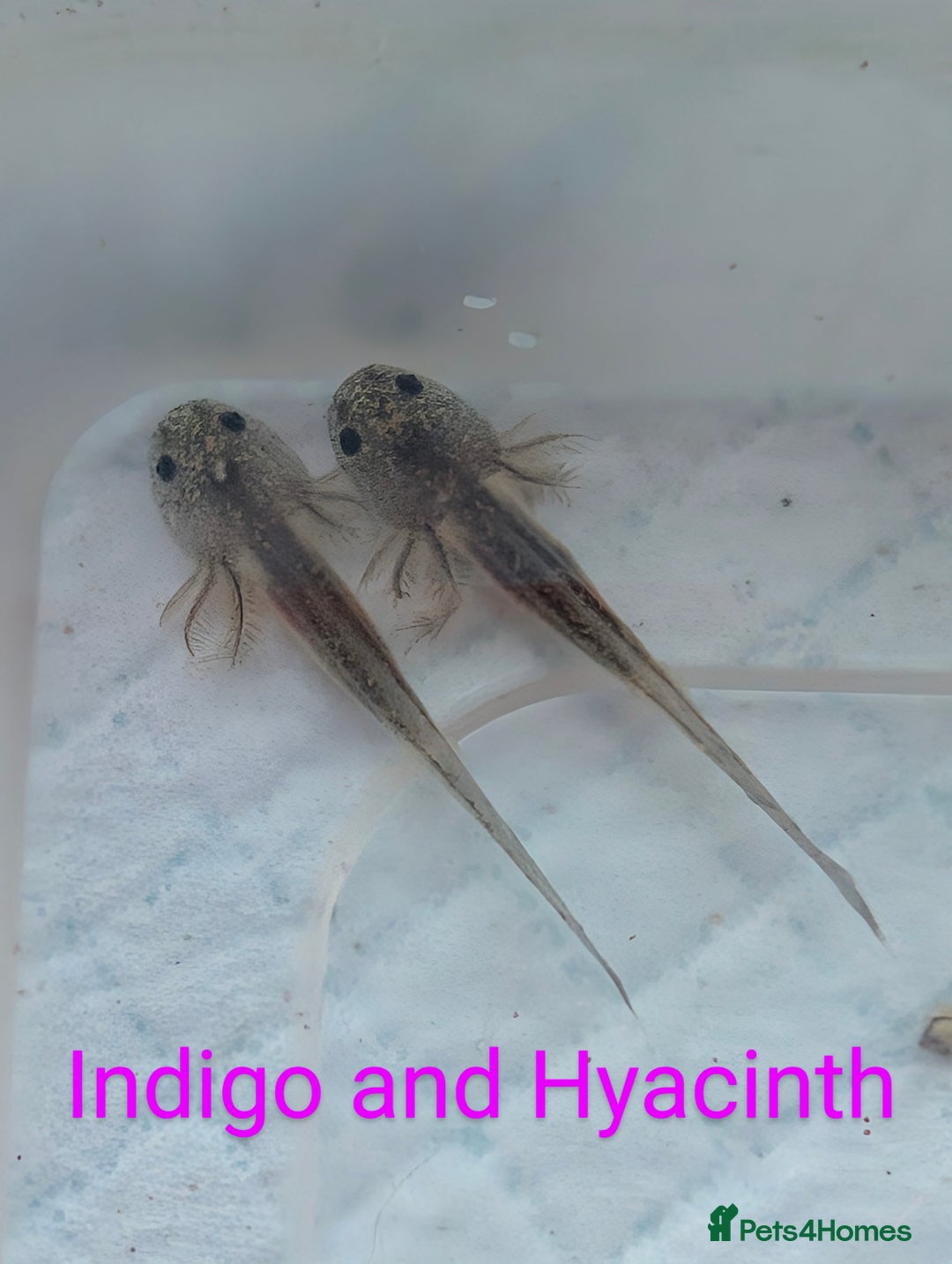 Axolotl reptiles for sale: *reduced*Rare Baby Lavender and wild type axolotl  - Image 22