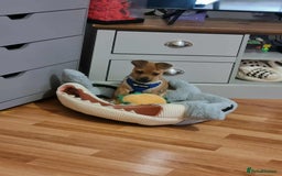 Jug dogs for sale: 🐶 3-Month-Old Male Puppy for Sale 🐾 - Image 2