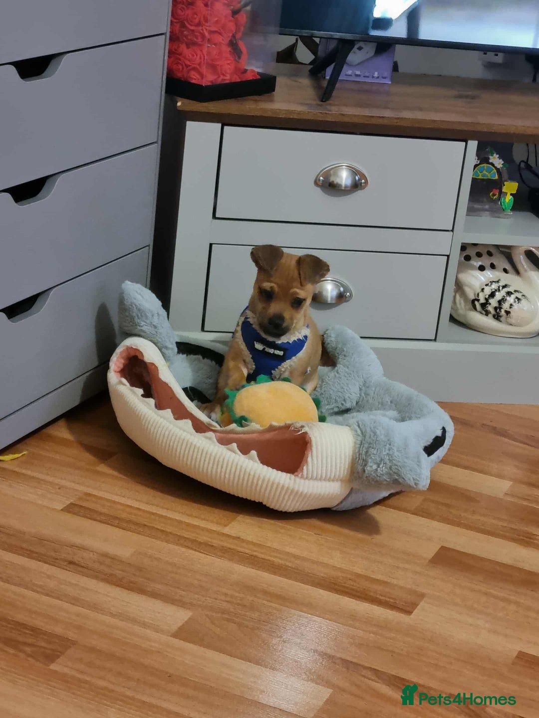 Jug dogs for sale: 🐶 3-Month-Old Male Puppy for Sale 🐾 - Image 2