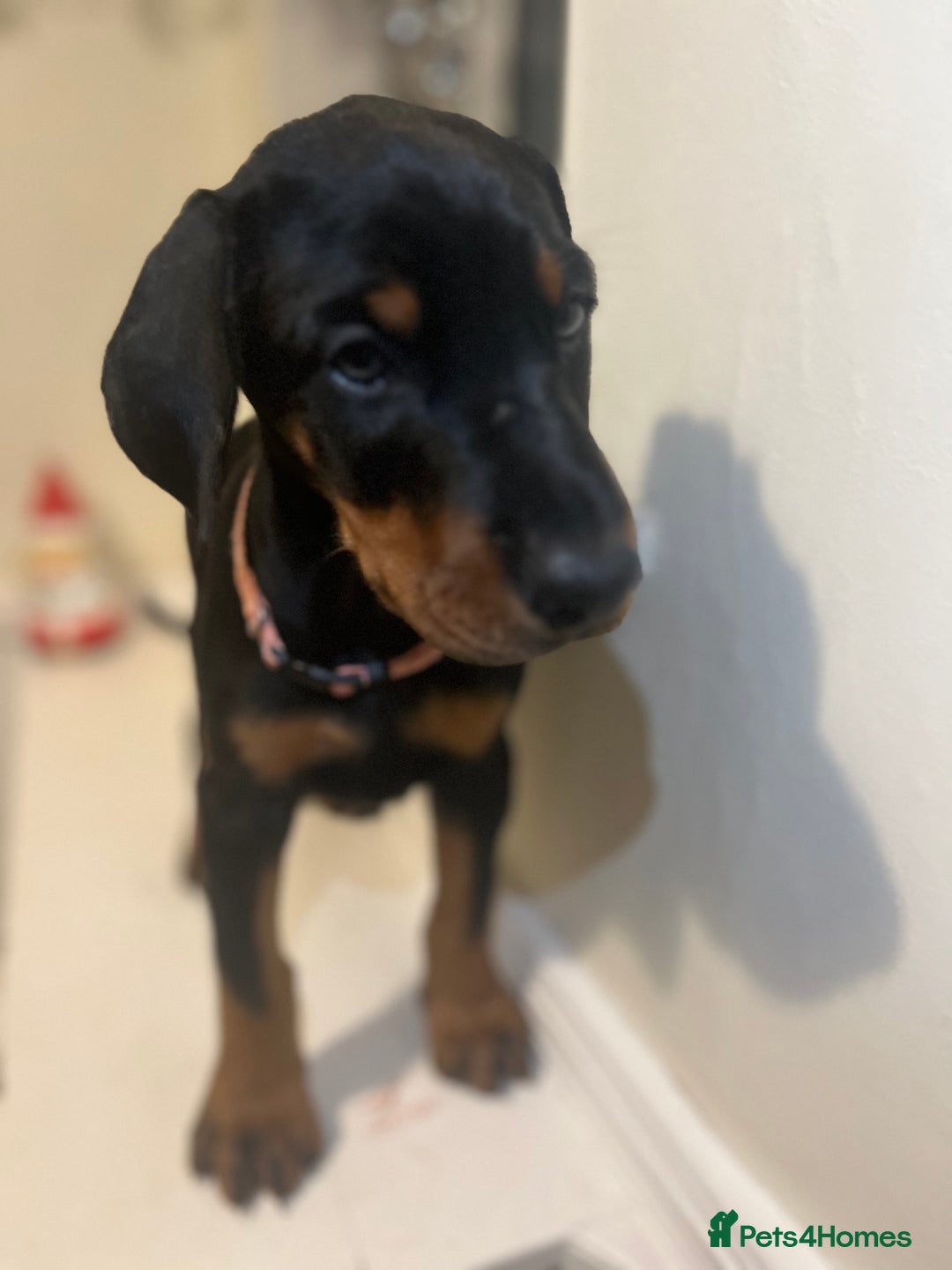 Dobermann dogs for sale: 🏆Supreme Dobermanns - Where Excellence Begins 🏆 - Advert 36