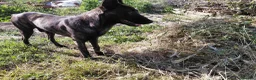 Belgian Shepherd Dog dogs for adoption: TONI! - Advert 1