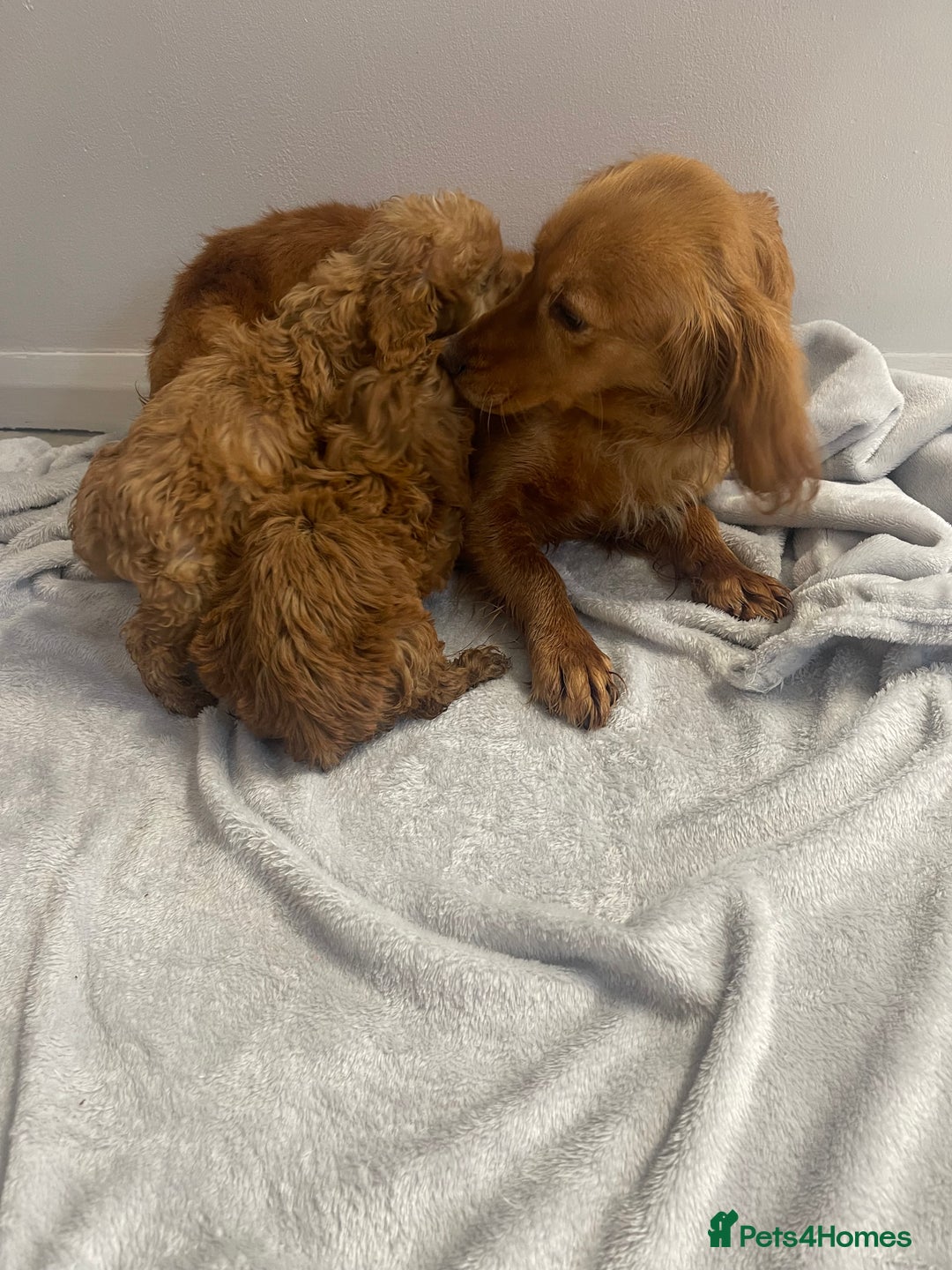 Cockapoo dogs for sale: 5 beautiful cockapoos  - Advert 2