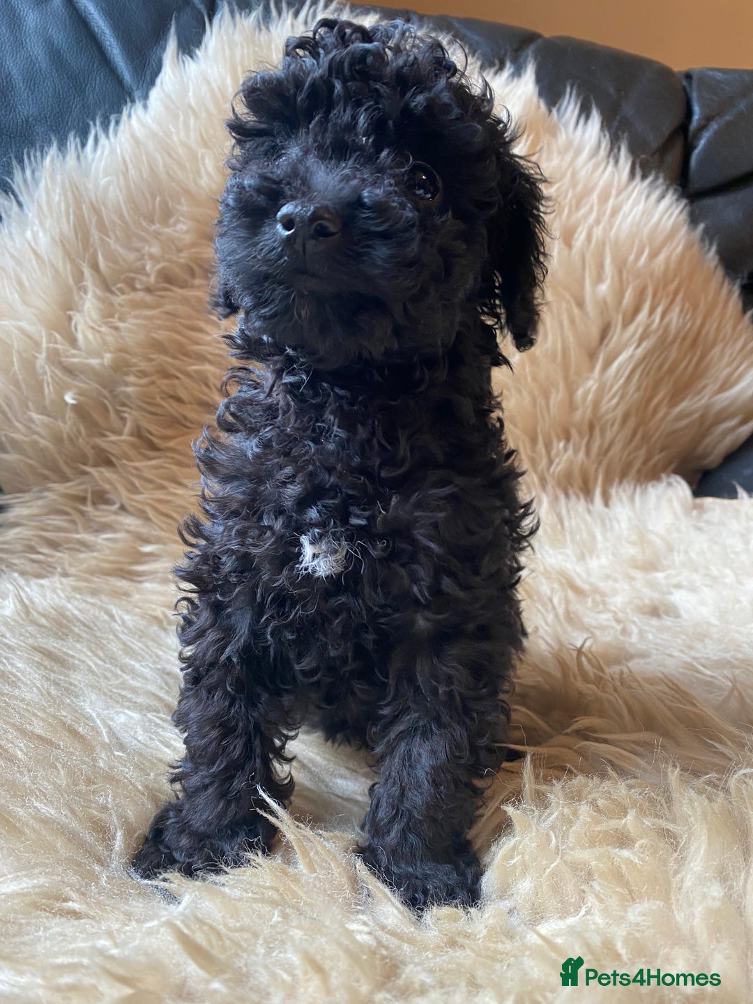 Miniature Poodle dogs for sale: Last little girl miniture poodle,ready now. - Image 12