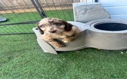 Sproodle dogs for sale: F1 Sproodle Puppies  - Image 10