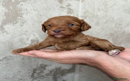 Cockapoo dogs for sale: 🐾Beautiful F2 cockapoos  🐾 - Image 25