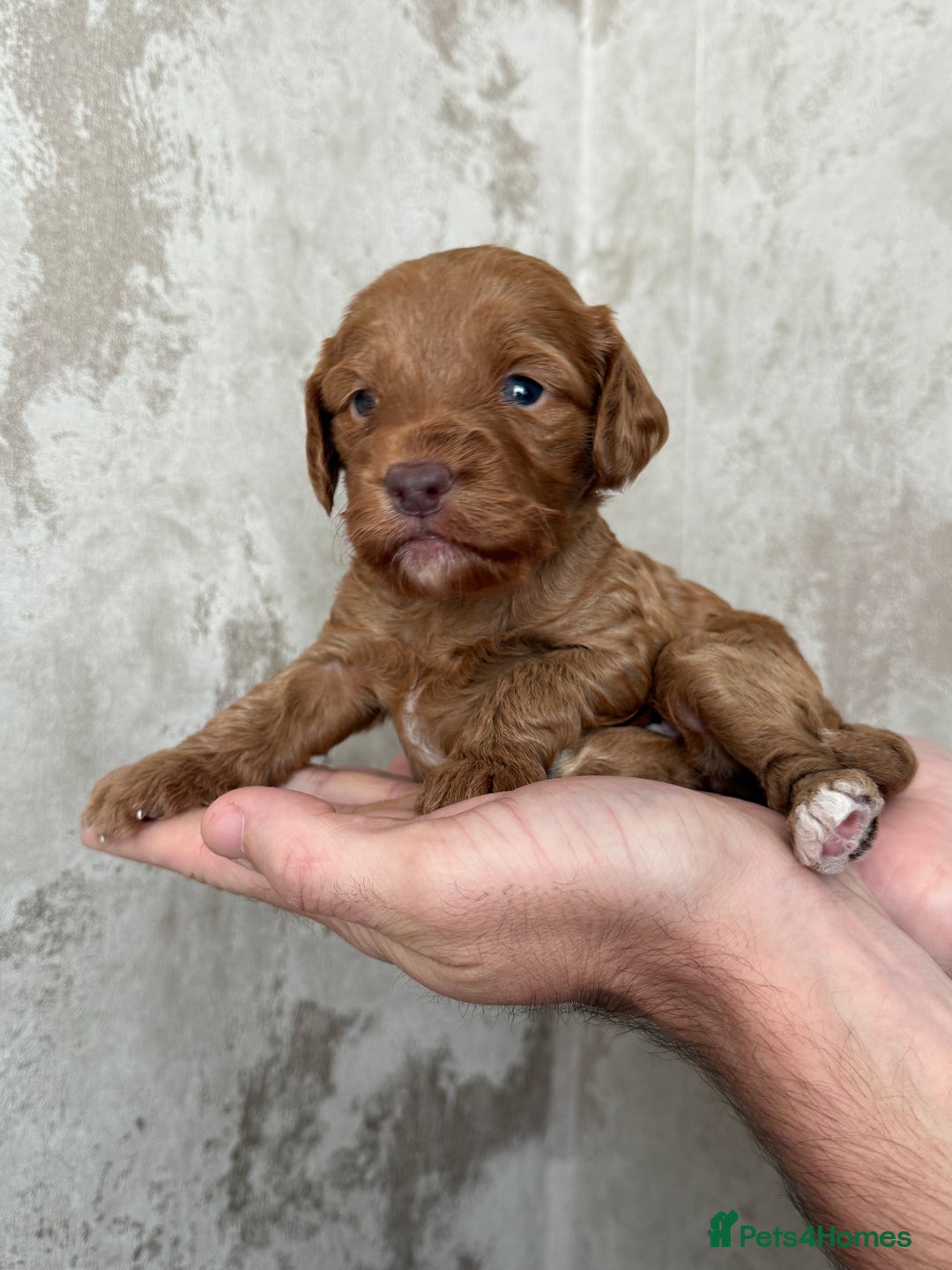 Cockapoo dogs for sale: 🐾Beautiful F2 cockapoos  🐾 - Image 25