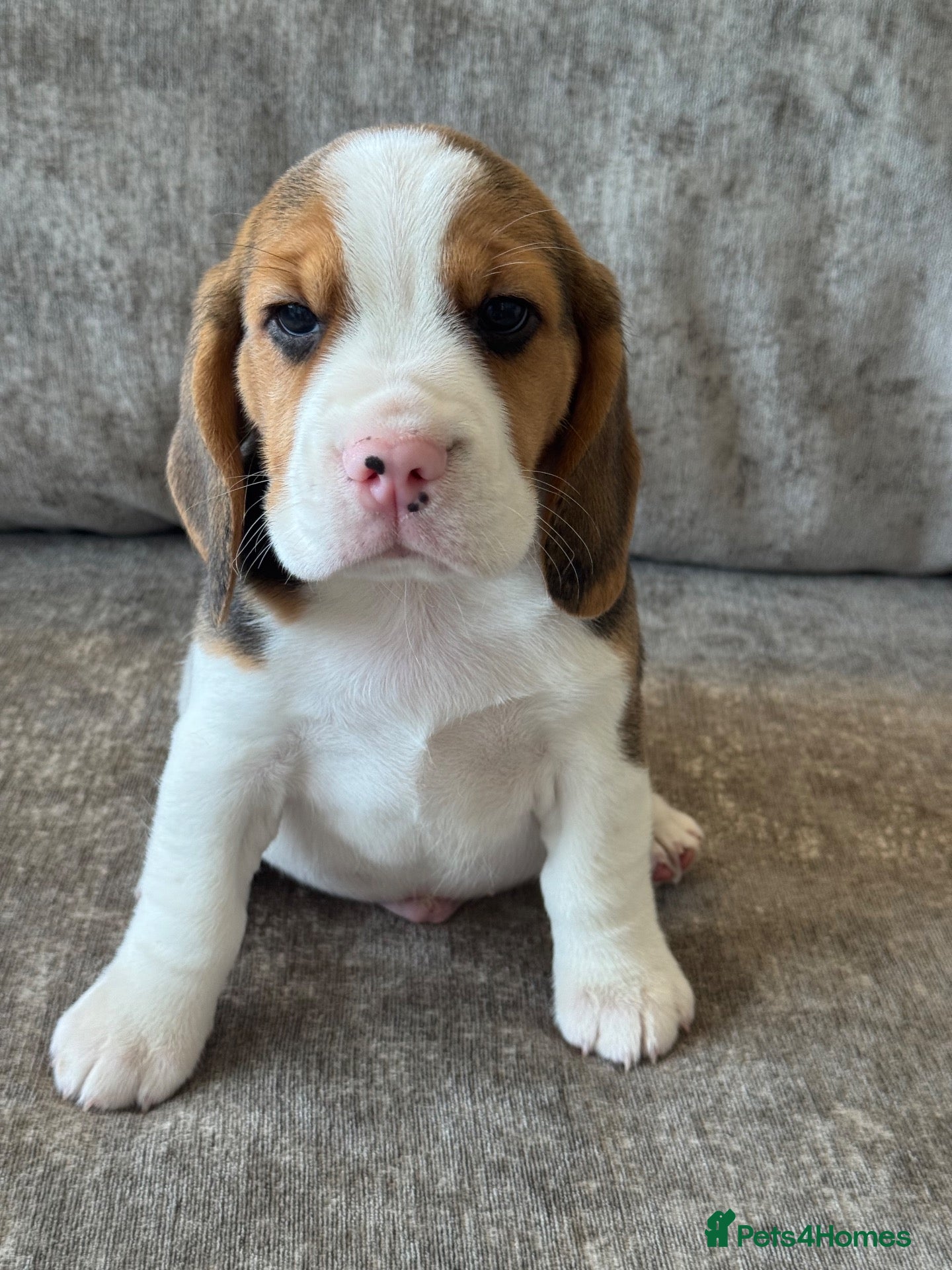 Beagle dogs 🐶 BEAUTIFUL KC REGISTERED CHUNKY BEAGLE PUPPIES🐶 - Advert 1