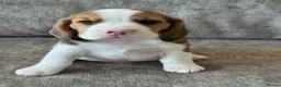 Beagle dogs for sale: 🐶 BEAUTIFUL KC REGISTERED CHUNKY BEAGLE PUPPIES🐶 - Advert 3