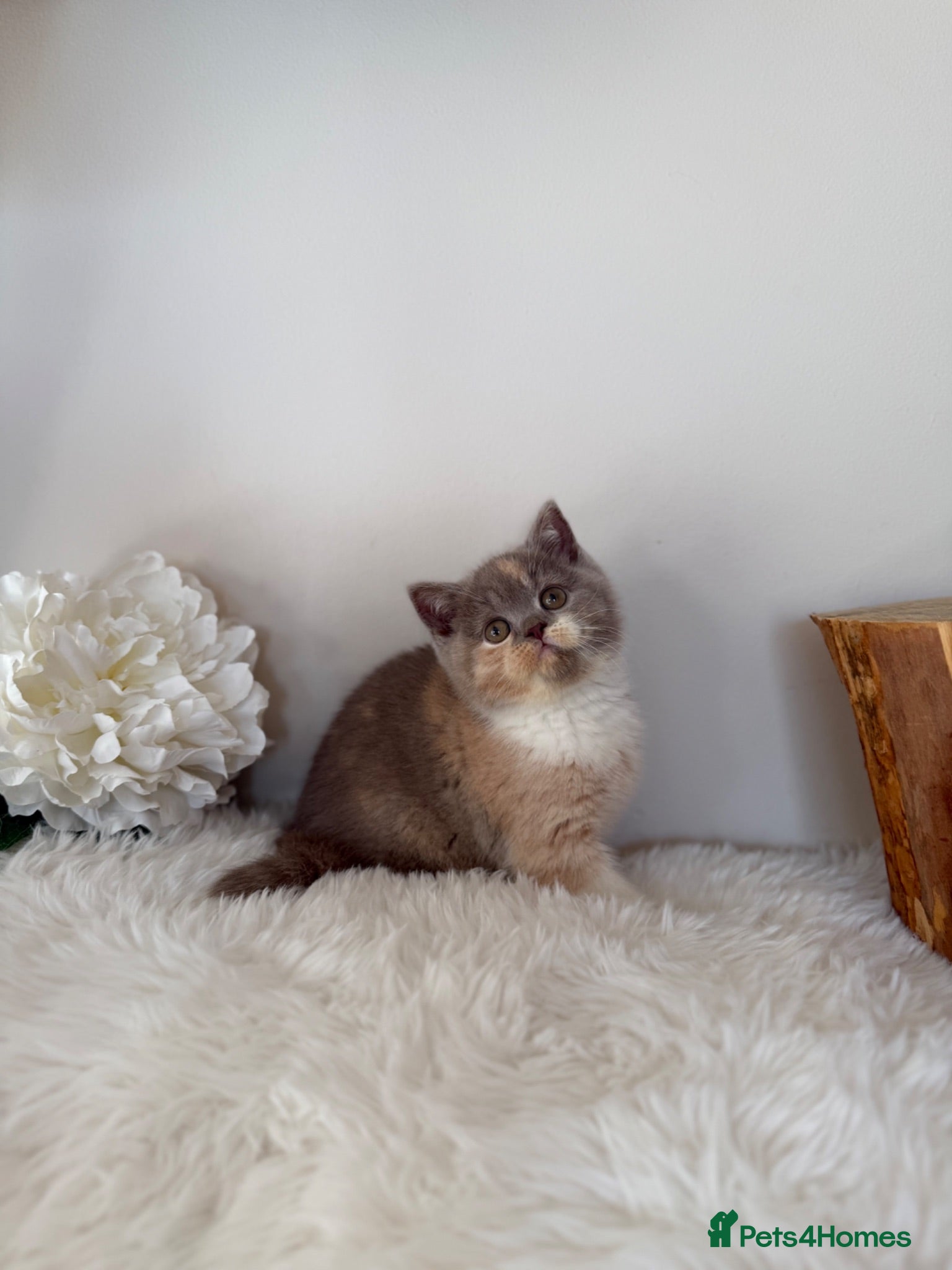 British Shorthair cats Full Pedigree/Registered BSH from £995 - Advert 2