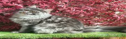 Maine Coon cats for sale: GCCF 8 Month Old Maine Coon Male. - Advert 3