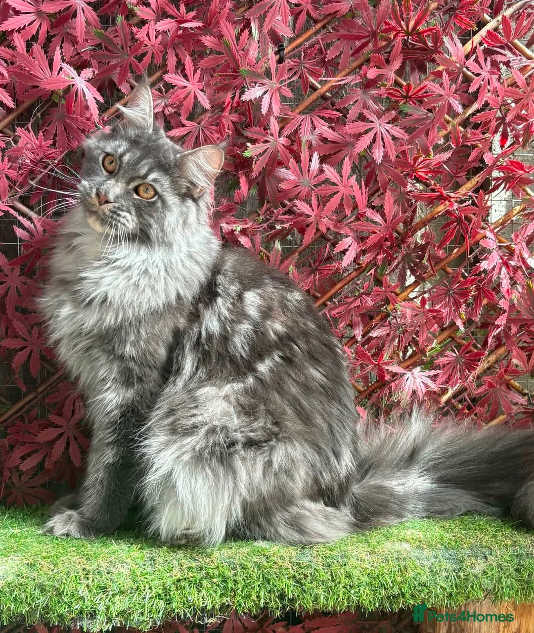 Maine Coon cats for sale: GCCF 8 Month Old Maine Coon Male. - Advert 3