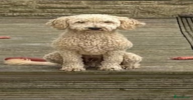 Cockapoo dogs - Advert 5