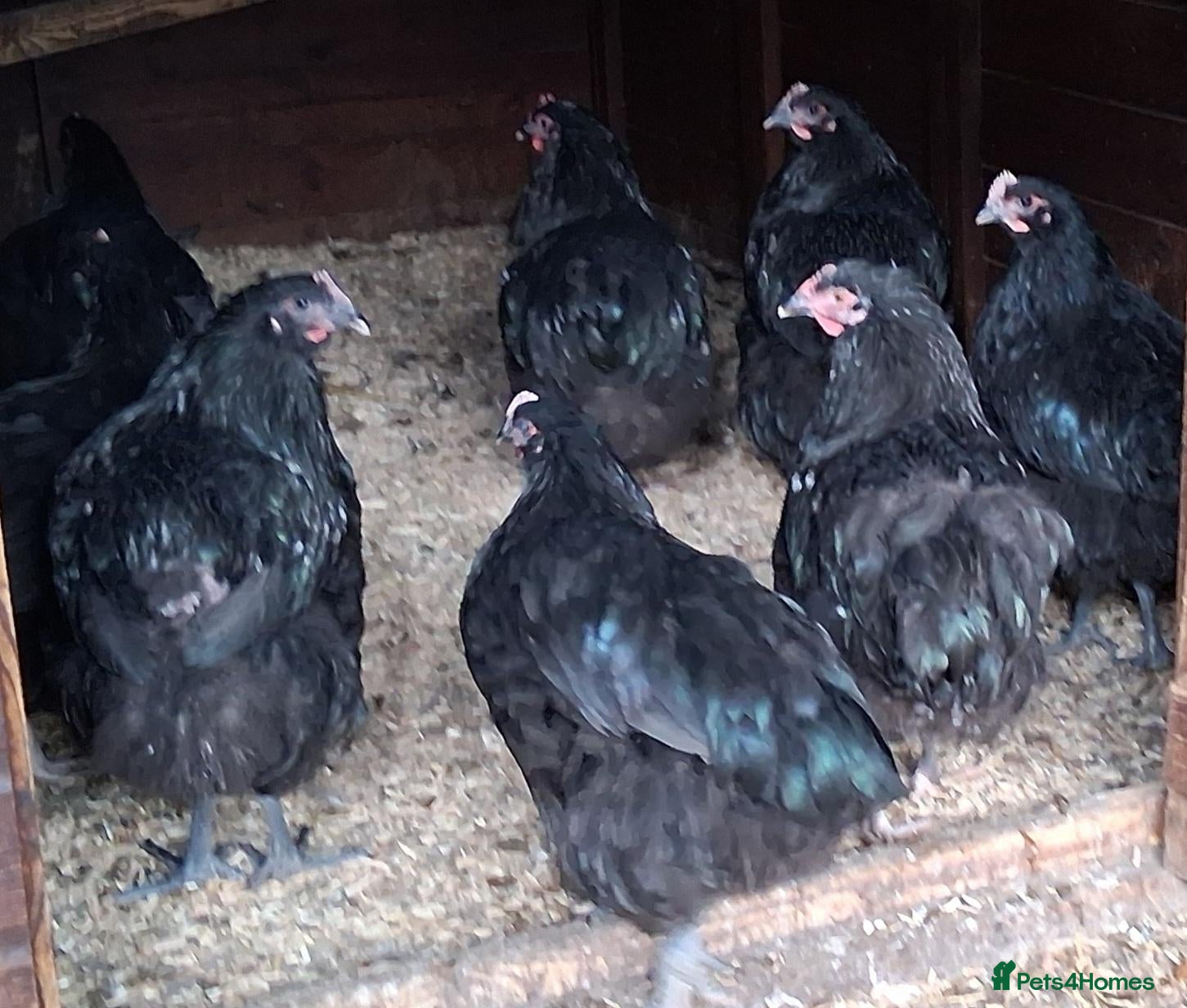 Chickens poultry Black orpingtons large fowl trio - Advert 1