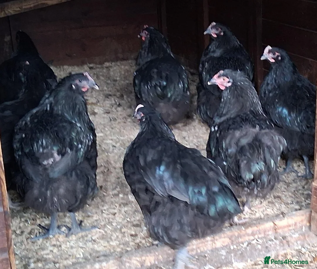 Chickens poultry for sale: Black orpingtons large fowl trio - Advert 1