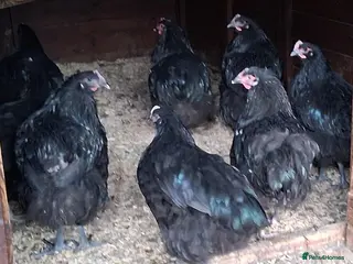 Chickens poultry Black orpingtons large fowl trio - Advert 1