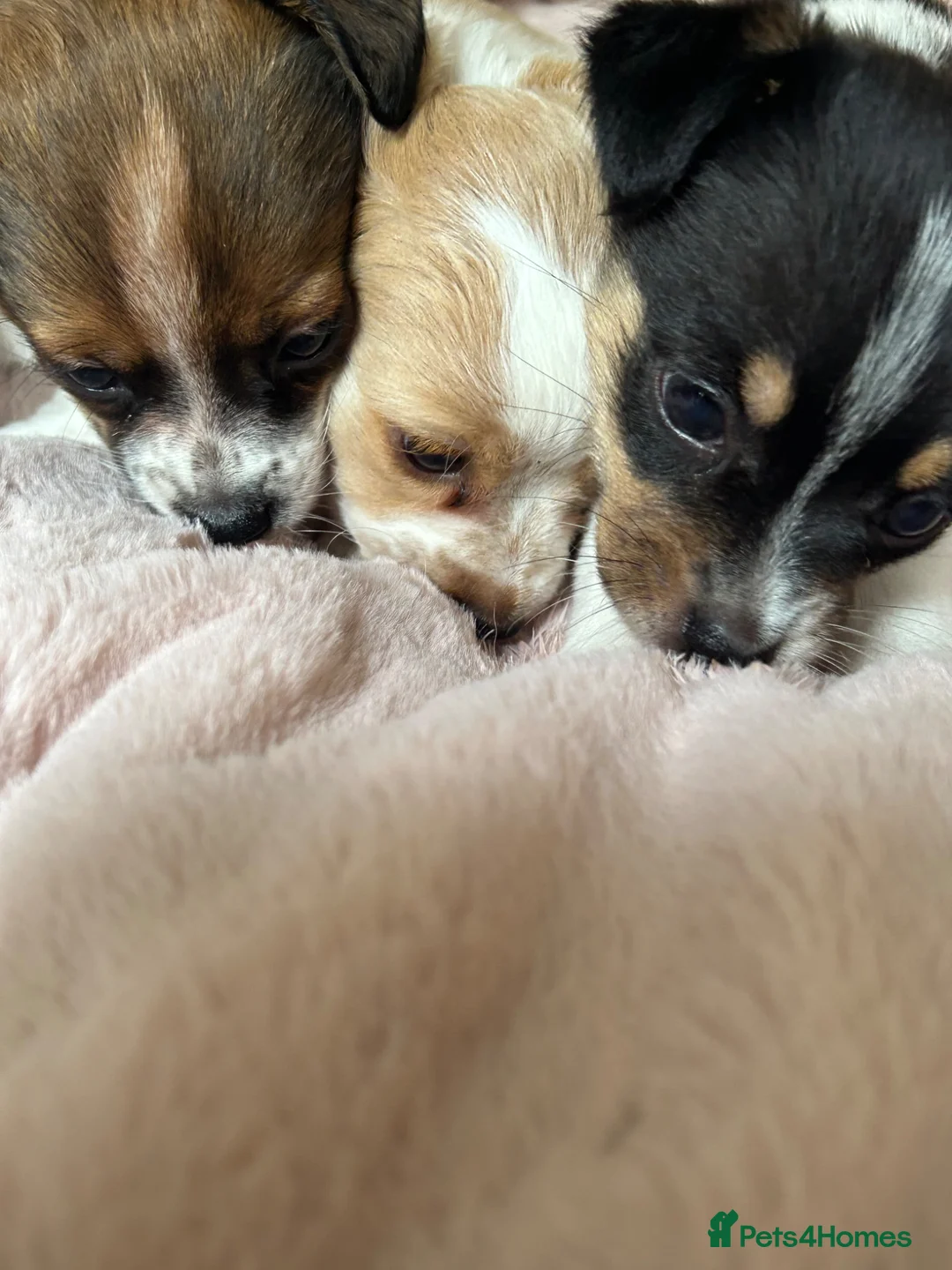 Jack Chi dogs for sale: 3 beautiful Jack chi boy pups 🐶🐶🐶 in Camberley - Advert 14