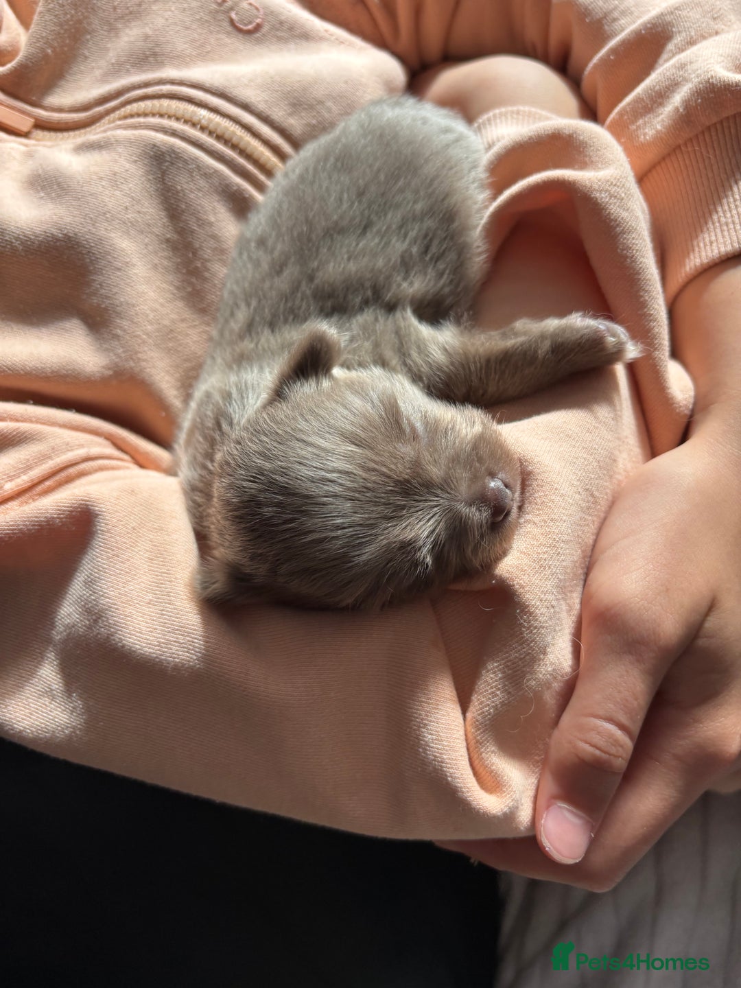 Pomchi dogs for sale: Primrose’s precious pomchi babies - Advert 8