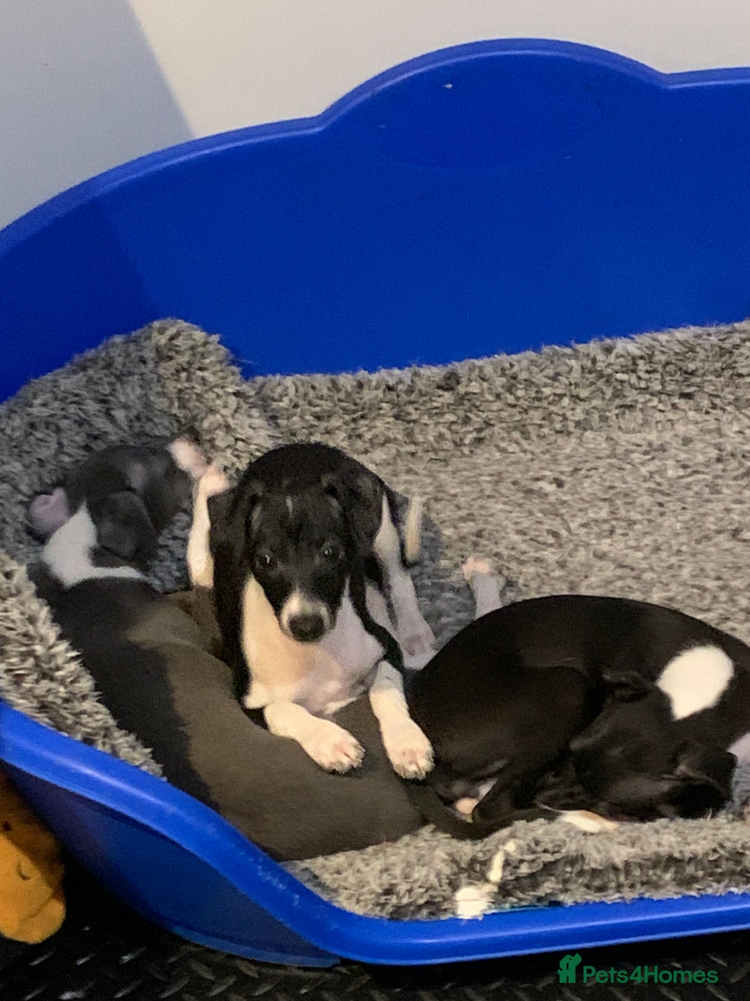 Italian Greyhound dogs for sale: Quality KC reg Italian greyhound puppies  - Advert 3