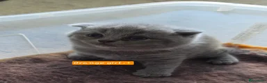 Scottish Fold 5