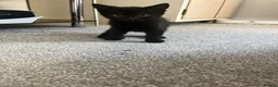 Mixed Breed cats for sale: 2 Kittens Left - Advert 5