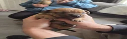 Staffordshire Bull Terrier dogs for sale: Staffy Puppies - Advert 3