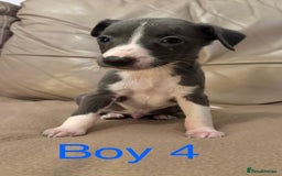 Whippet dogs for sale: Beautiful KC Whippet puppies  - Advert 5