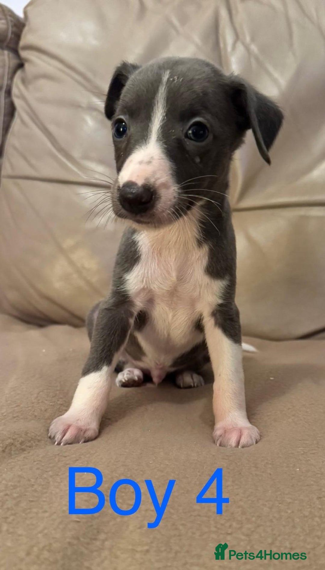 Whippet dogs for sale: Beautiful KC Whippet puppies  - Advert 5